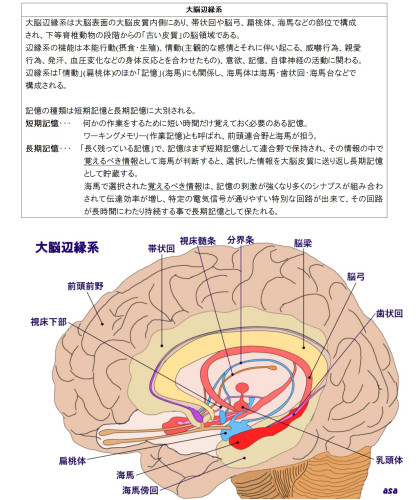 23大脳辺縁系_01.jpg