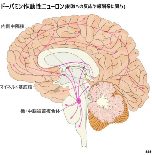 22網様体賦活系　図o_01.jpg