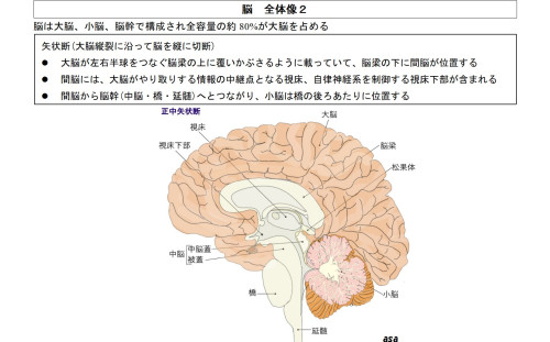 12脳全体像 矢状、前断面　図入りo_01.jpg