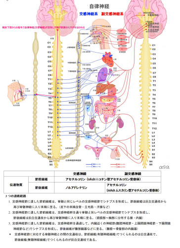 6自律神経1o_02.jpg