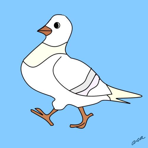 鳩胸の鳩1.jpg
