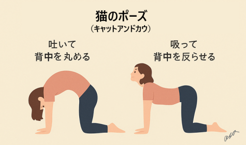 猫のポーズ2.png