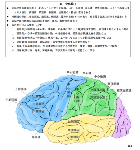 10脳全体像外側面　図入りo_01.png