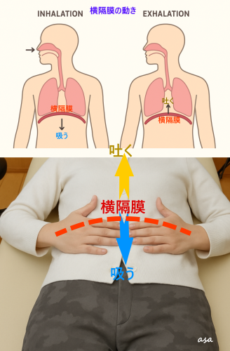 横隔膜1.png
