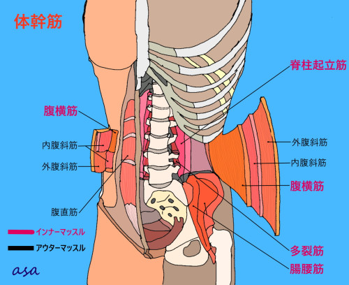 体幹筋.jpg