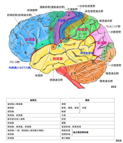15脳構造 大脳皮質　図o_01.png
