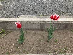 IMG_9463.JPG