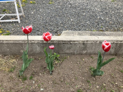 IMG_9464.JPG