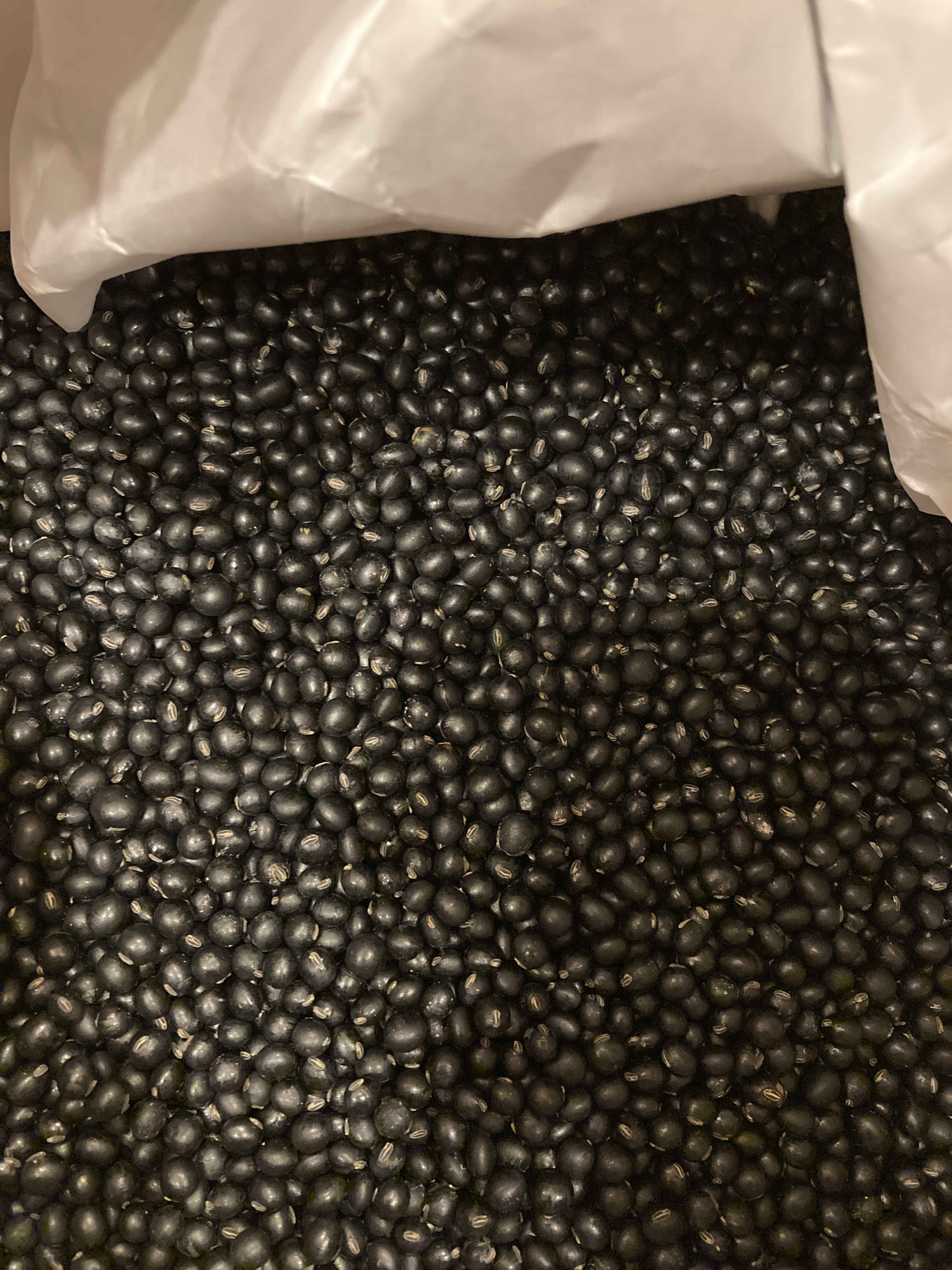 千石大豆収穫！！　販売開始です！