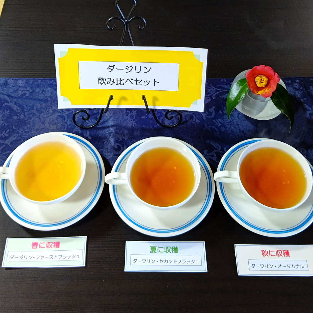 ダージリンページ★写真の60冊 ダージリン 飲み比べセット - 紅茶専門喫茶 熊屋