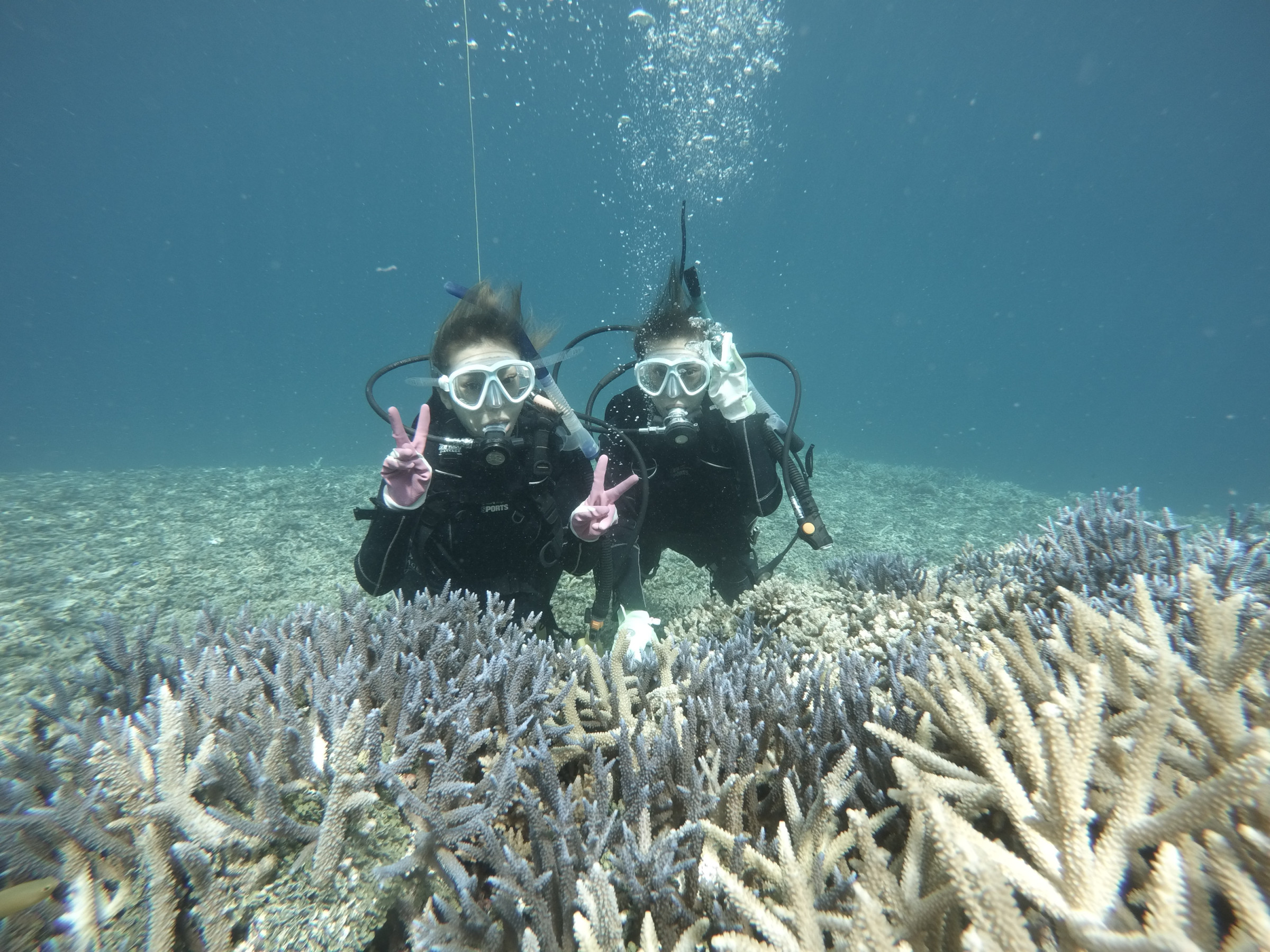 体験ダイビン　サンゴ礁