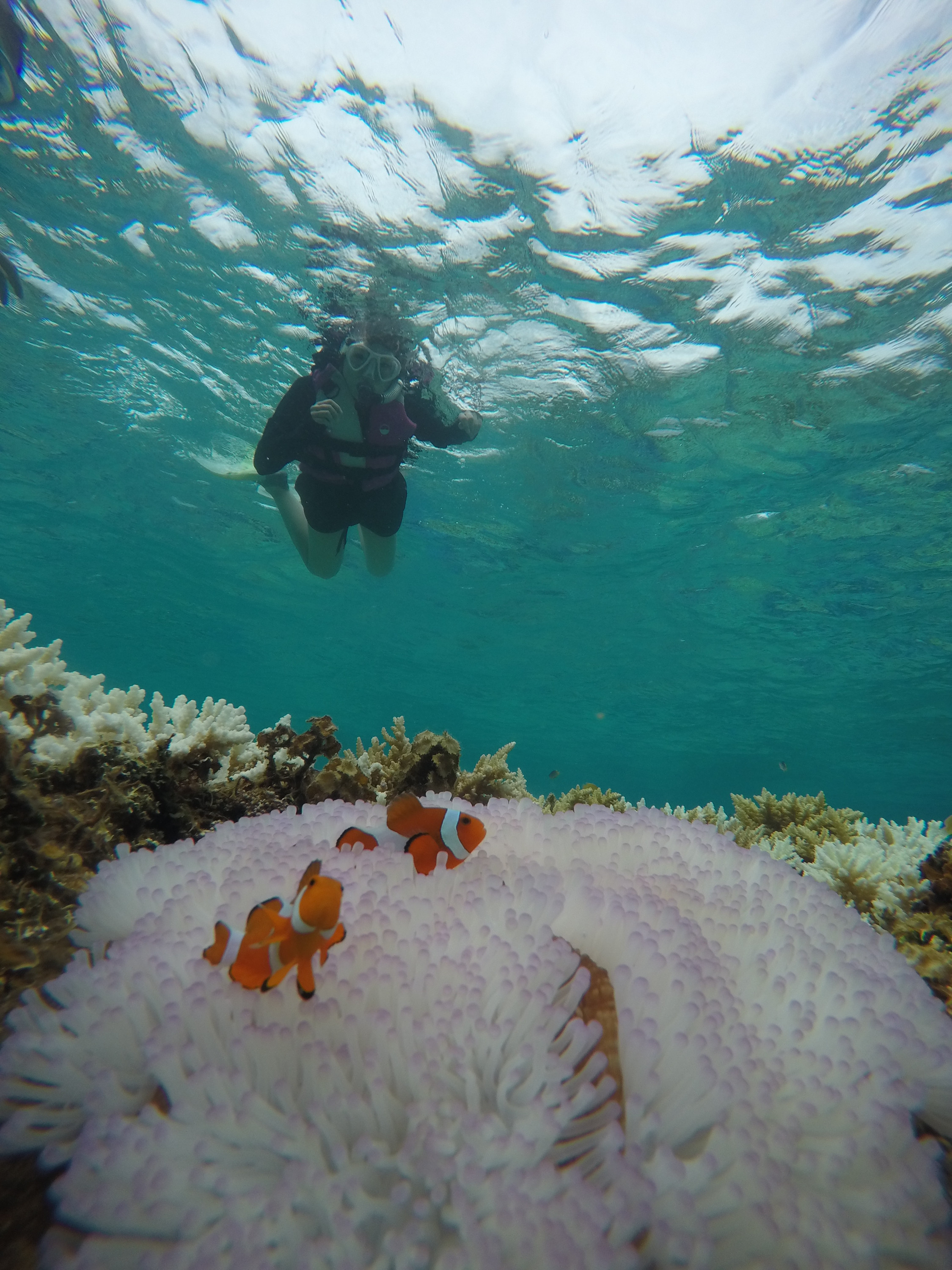 ダイビングサービス コーラルスパーン 西表島