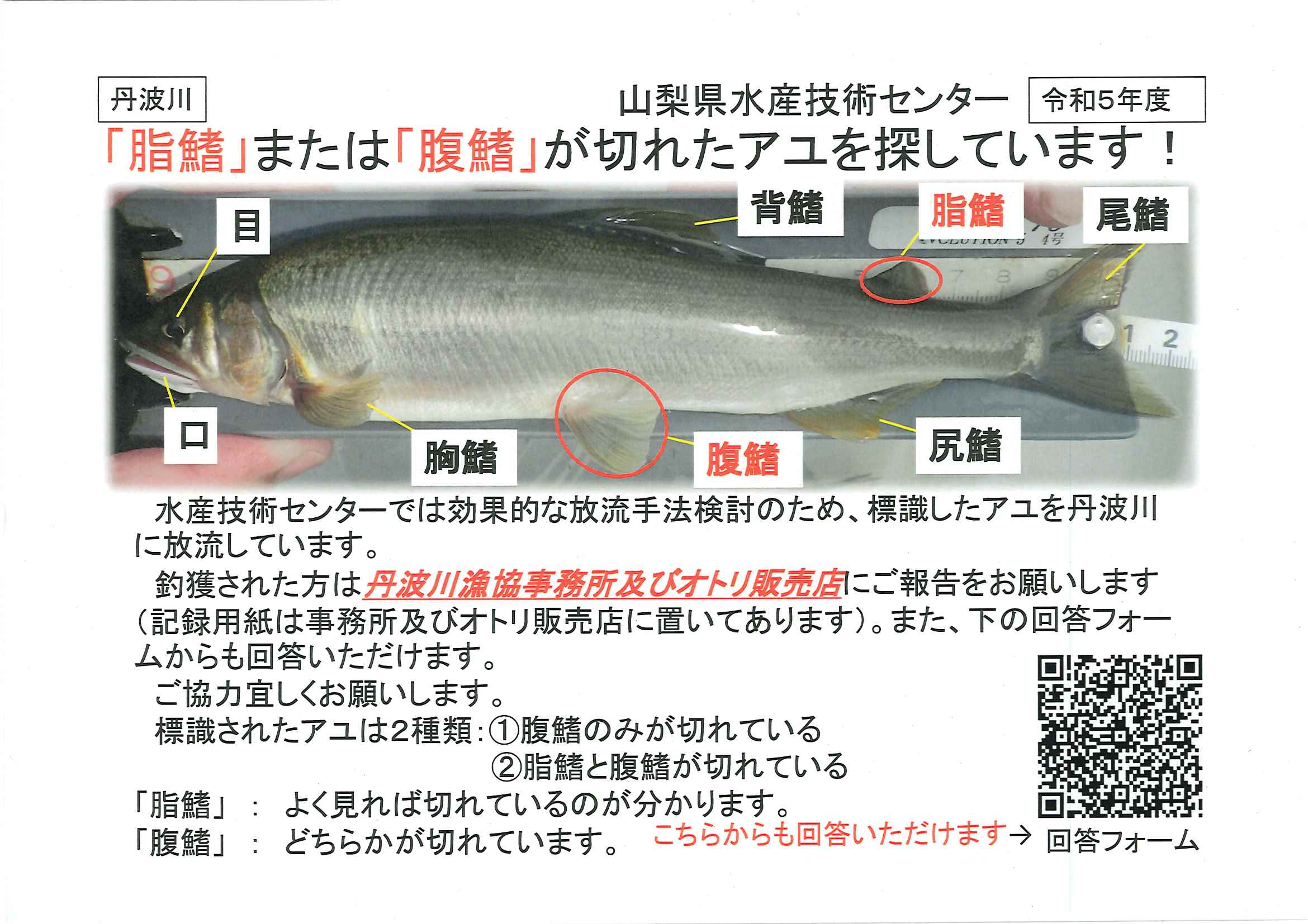 脂鰭、腹鰭が切れたアユを釣ったらお知らせください。 - 清流奥多摩の丹波川漁業協同組合【公式】