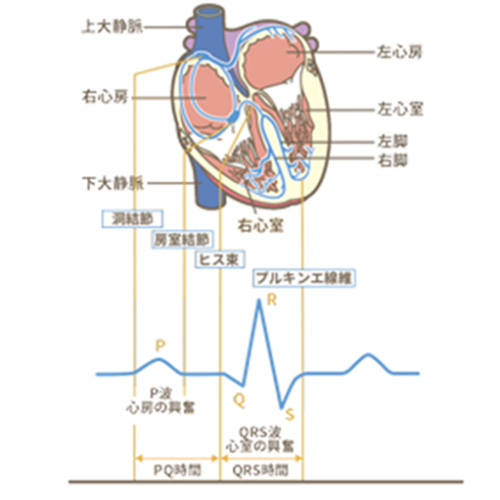 解剖生理学１.png