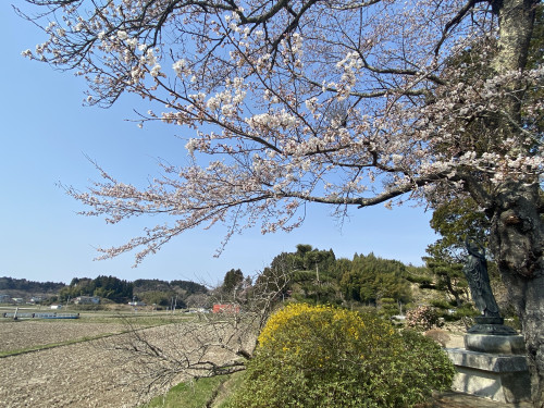 山門から見た桜