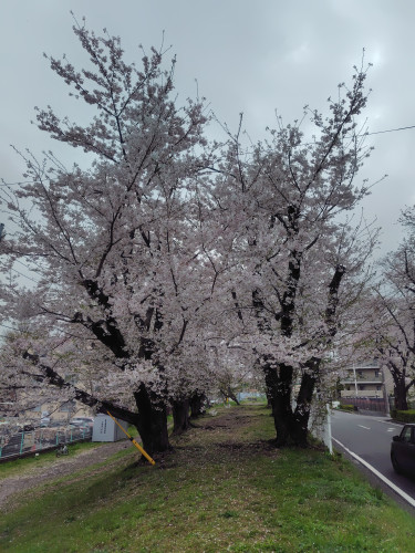 かすみ堤の桜が満開を迎えました