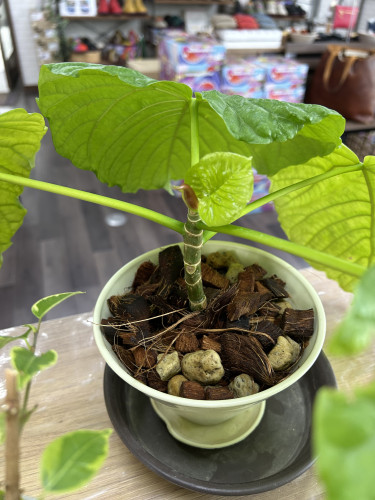 生長日記