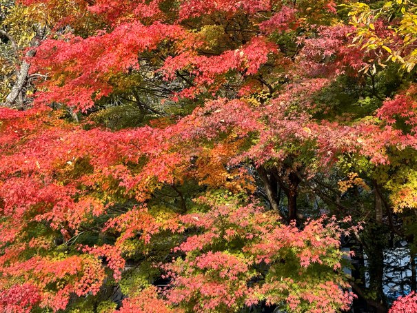 丸森町耕野地区、耕野振興会、ザンビア共和国、たけのこ、干し柿