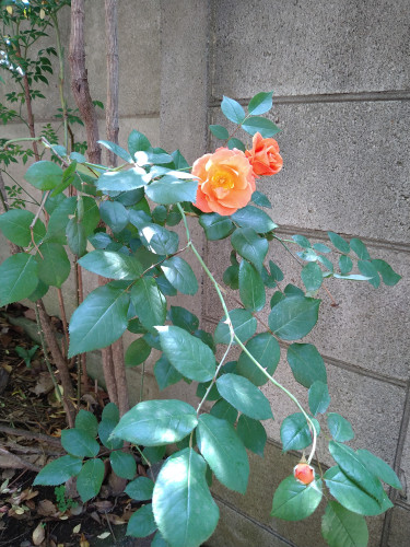DSC_1987.JPG