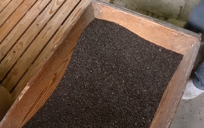 そばの実.jpg