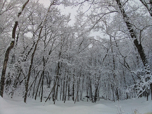 雪景色2024-3-12.jpg