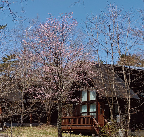 桜２.JPG