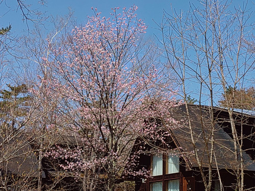 桜３.JPG