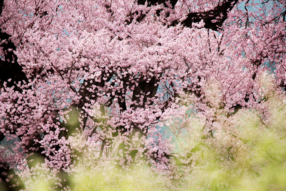 わに塚の桜8.JPG