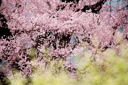 わに塚の桜8.JPG