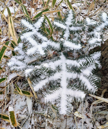 もみの木の雪.jpg