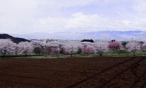 實原の桜並木.JPG