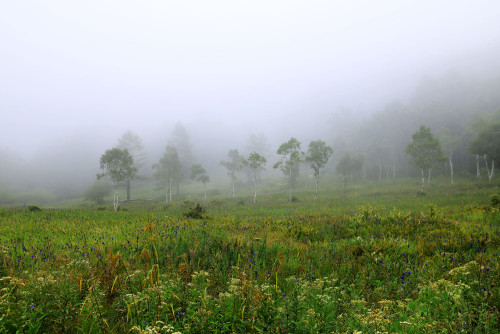 入笠湿原12.JPG