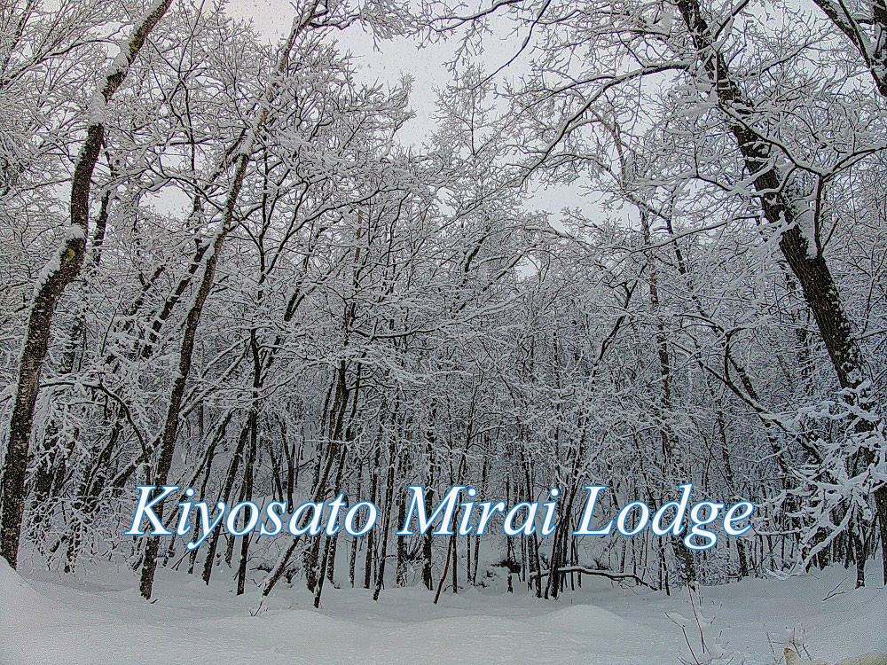 ロッジ周辺の雪の森