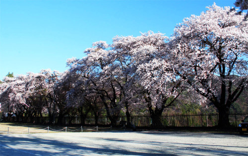 津金桜３.jpg