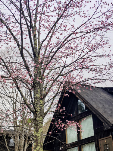 ロッジの桜2026-4-25.JPG