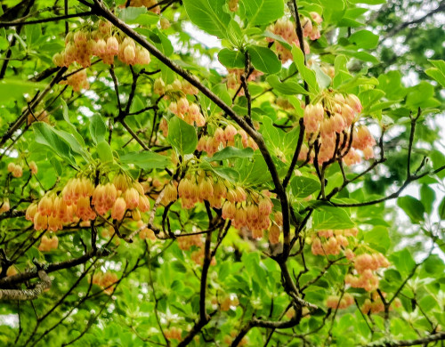サラサドウダン３.jpg