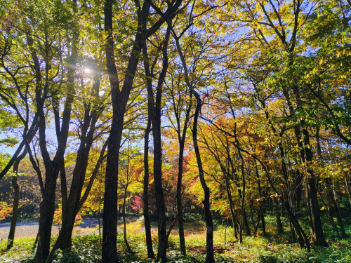 紅葉2026ー10ー14ー3.JPG