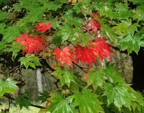 紅葉2026-10-14-1.JPG