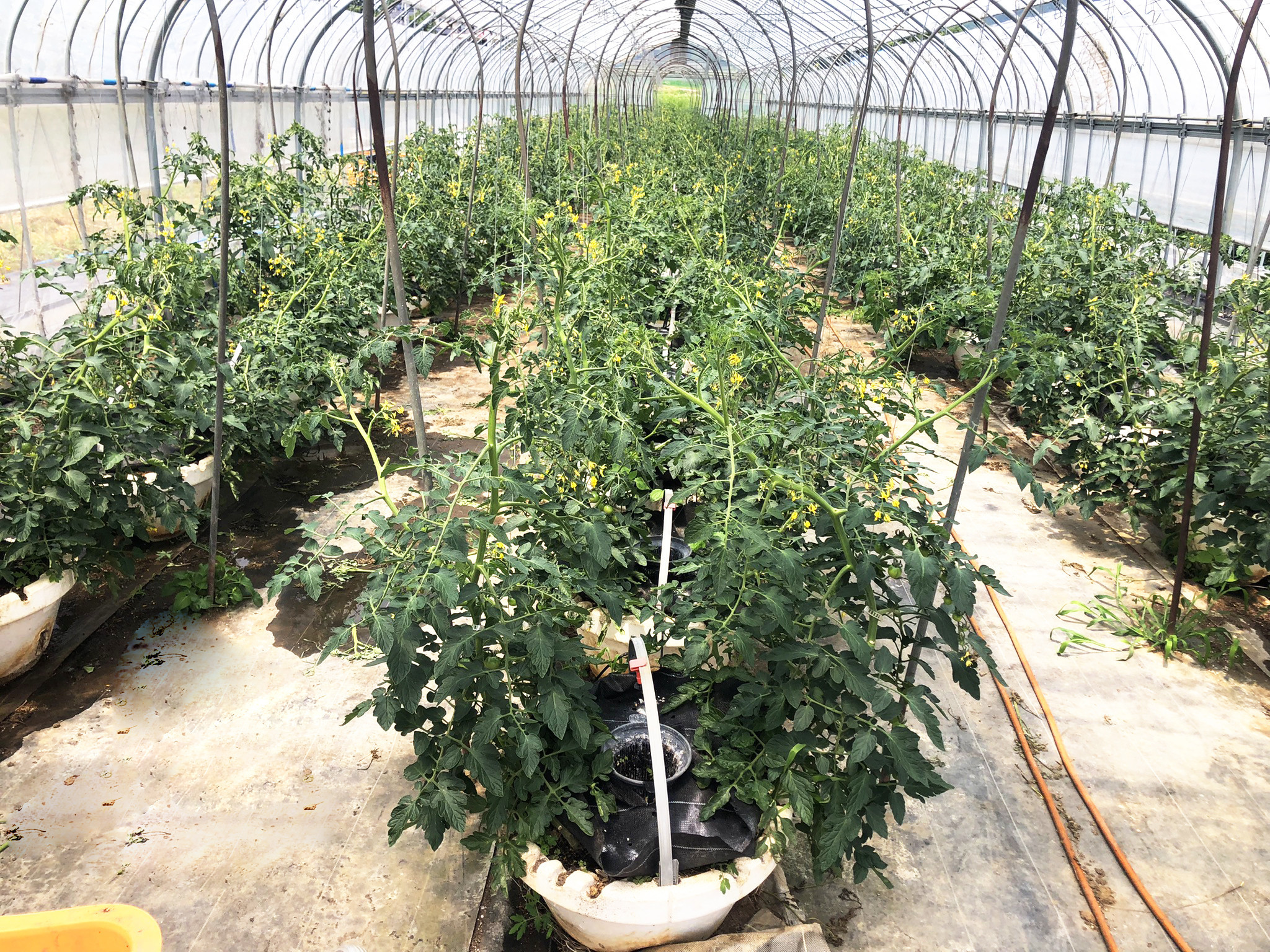 八ヶ岳藤田ファーム トマト 農家 北杜市