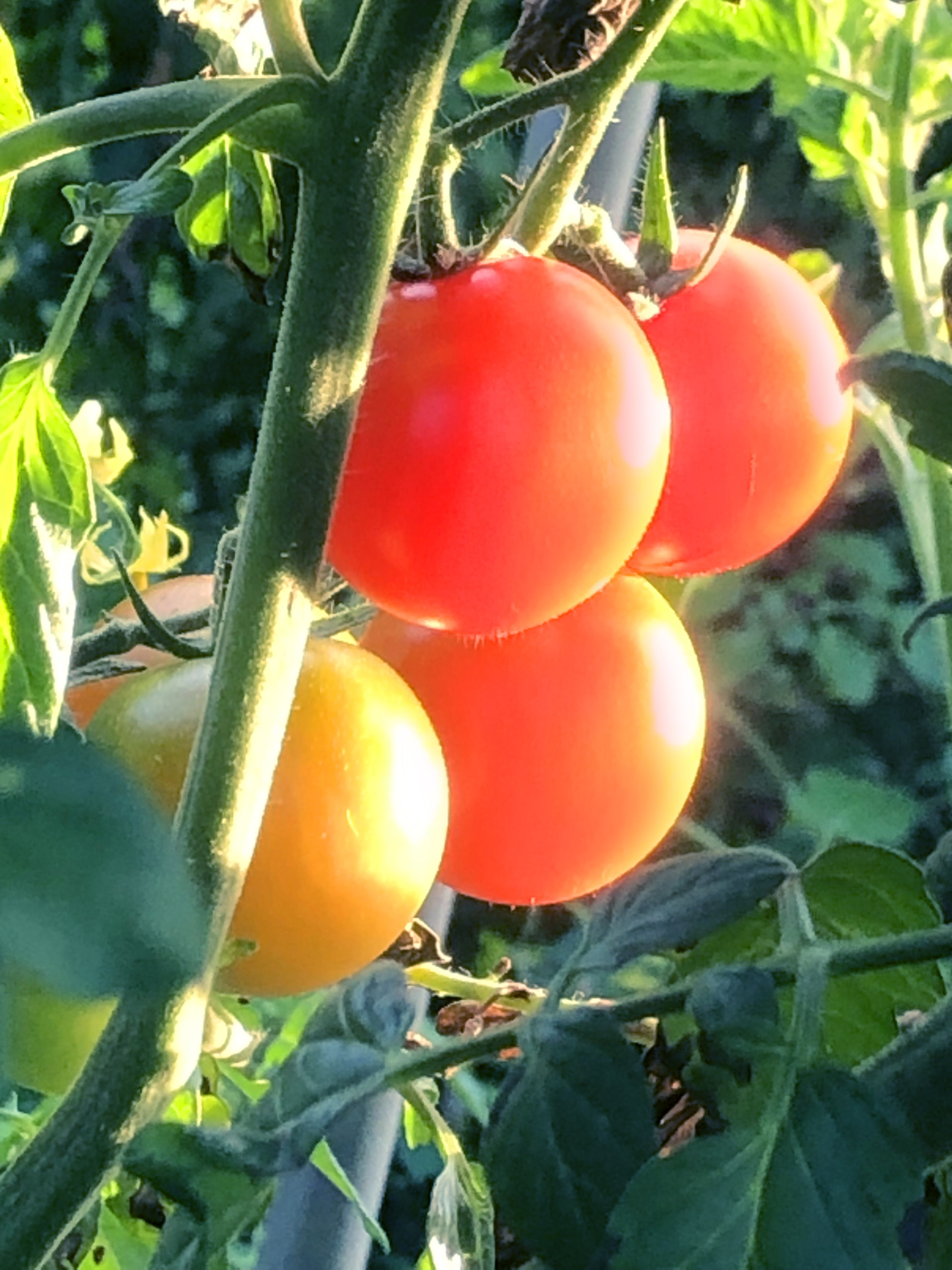 八ヶ岳藤田ファーム トマト 農家 北杜市