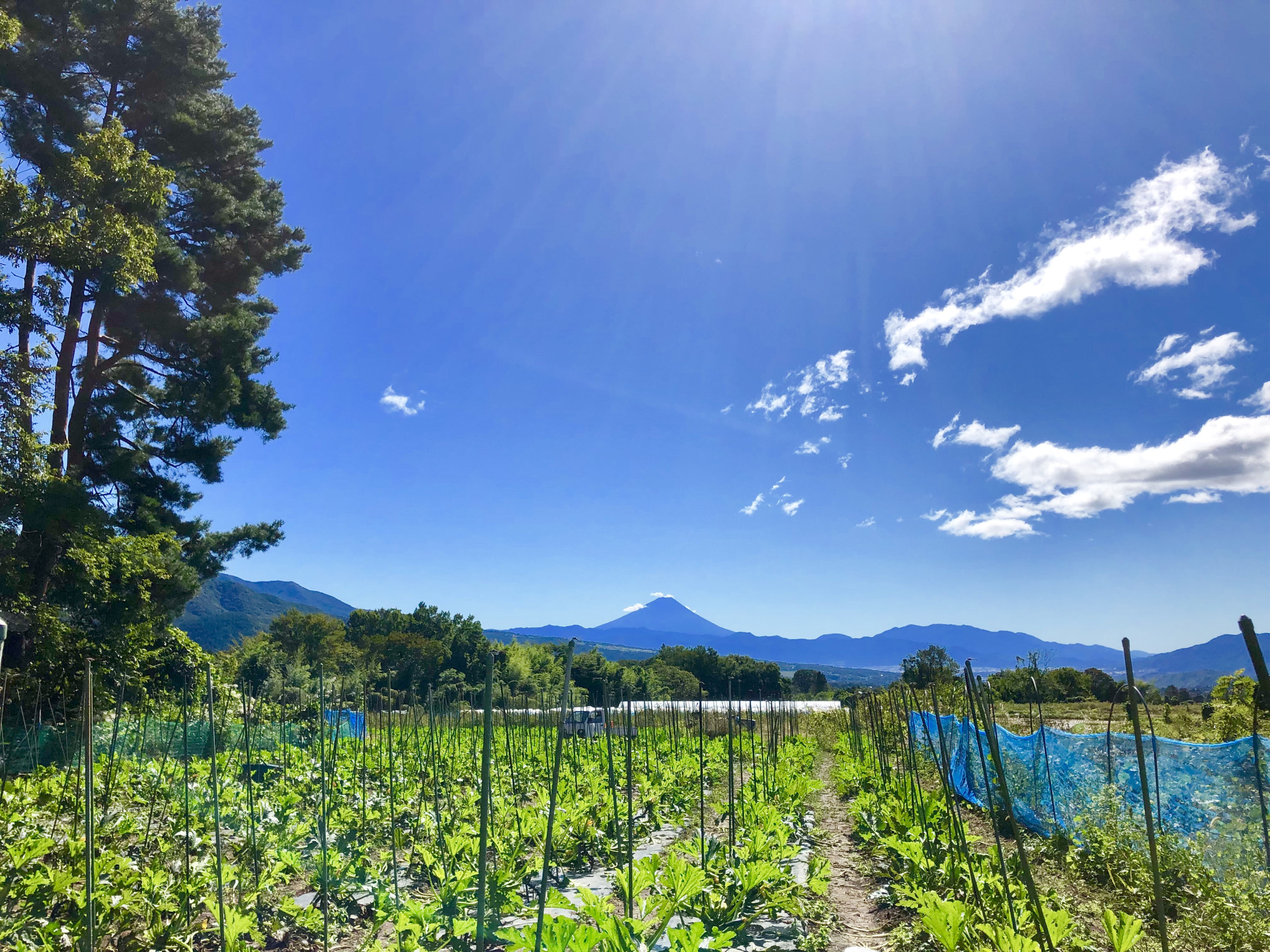 八ヶ岳藤田ファーム トマト 農家 北杜市