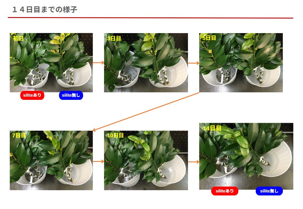 榊を入れた容器の ヌメリ（汚れ）の比較テスト結果を追加しました！