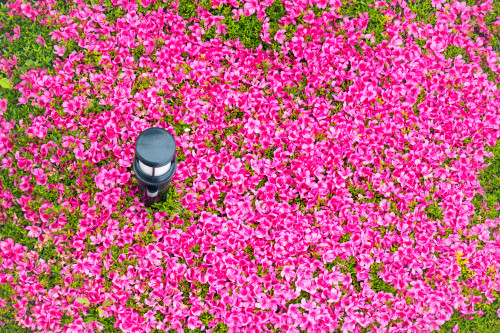 植物を大事に