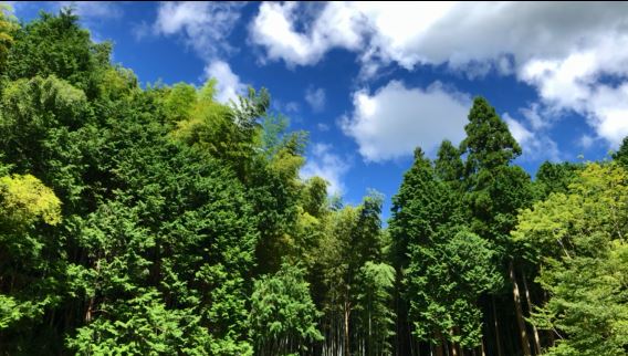 山遊び仲間 募集中です。