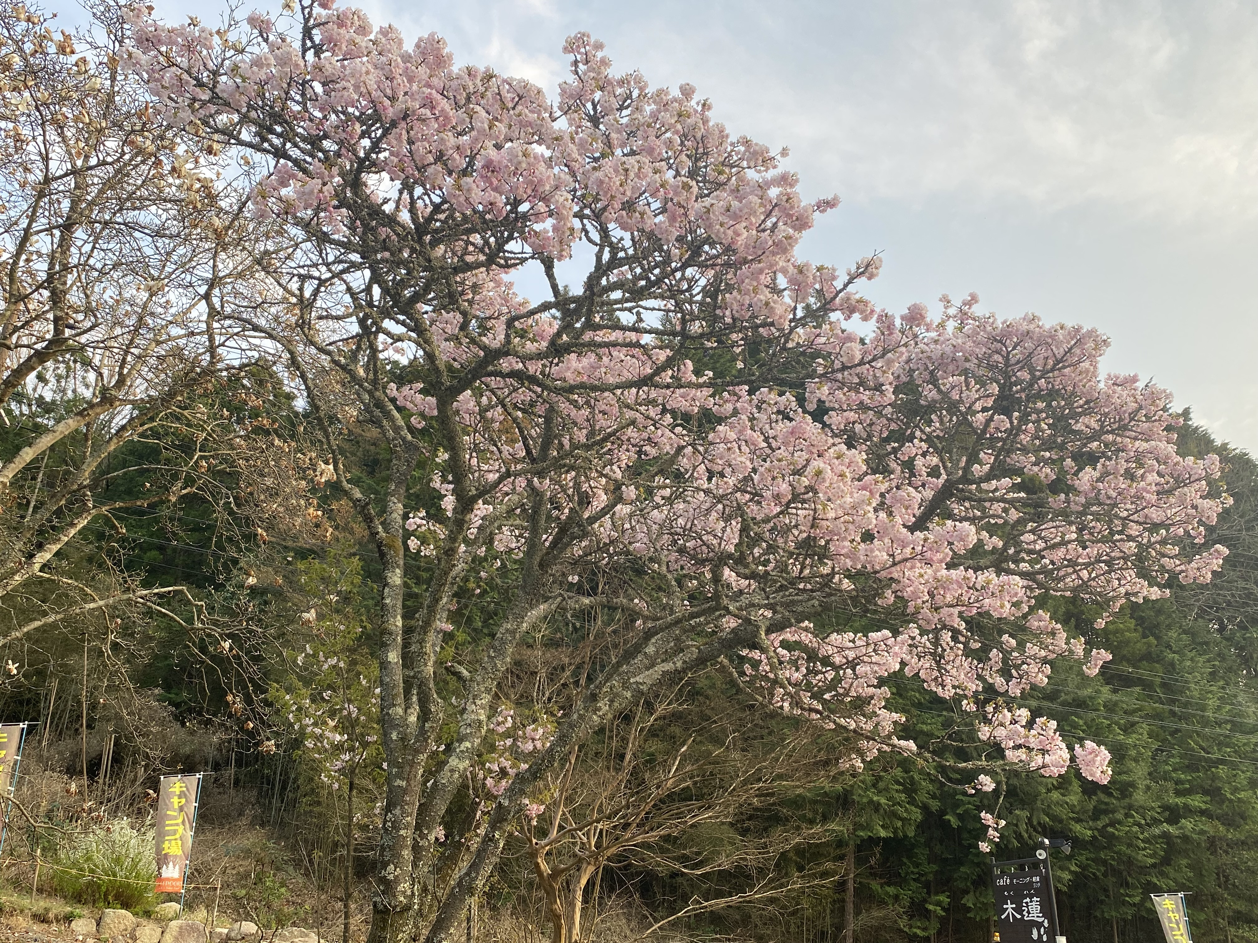 八重桜 が満開です
