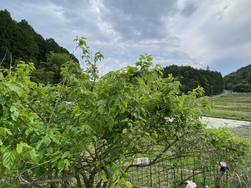 IMG_9524.jpeg