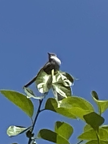 IMG_9576.jpeg