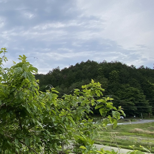 IMG_9523.jpeg