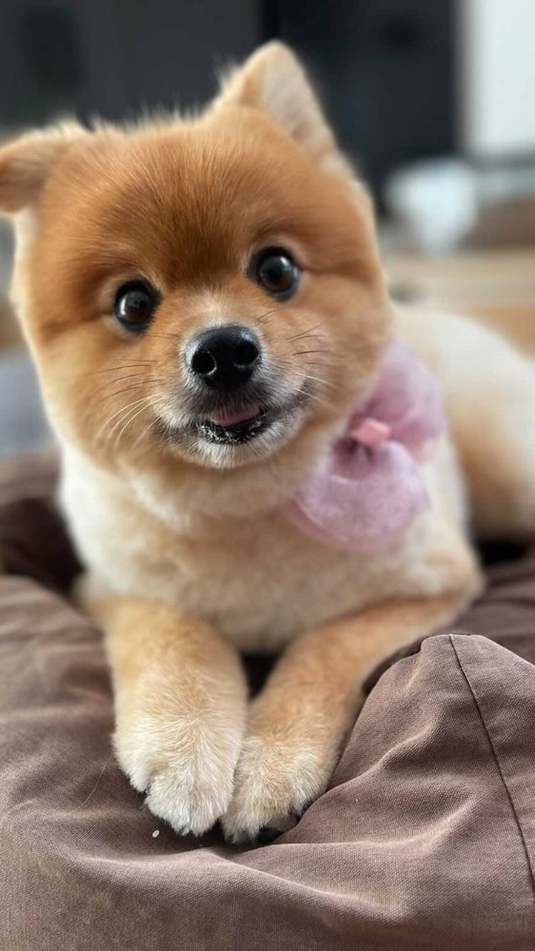 奥でガウガウいってるのがこの子です