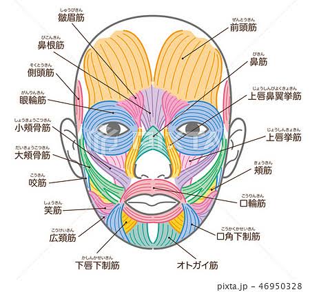 お顔の硬さは老化のサイン🙄
